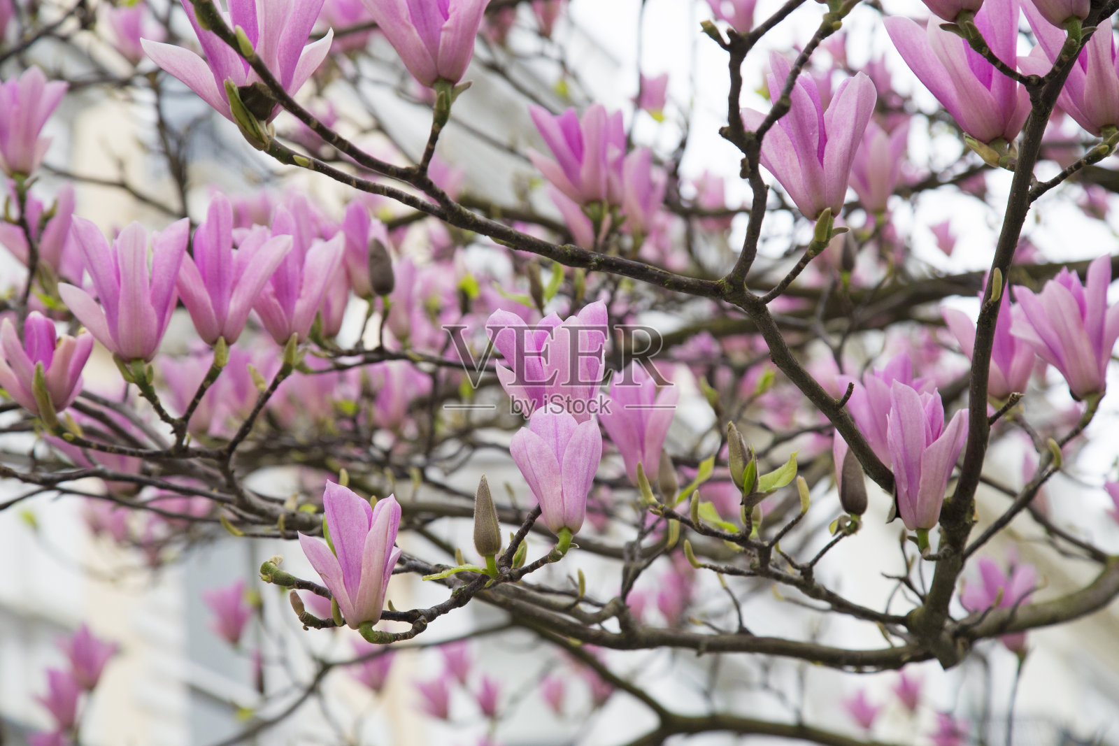木兰树开花照片摄影图片