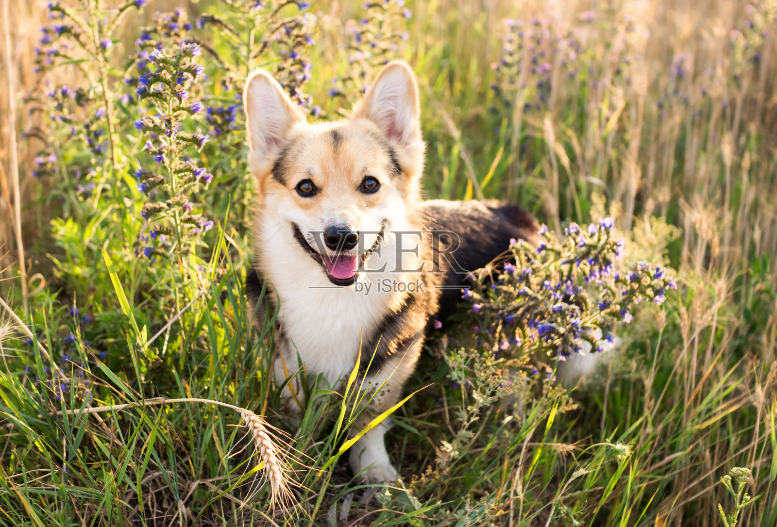 快乐和活跃的纯种威尔士柯基狗户外的鲜花在一个阳光明媚的夏天。照片摄影图片