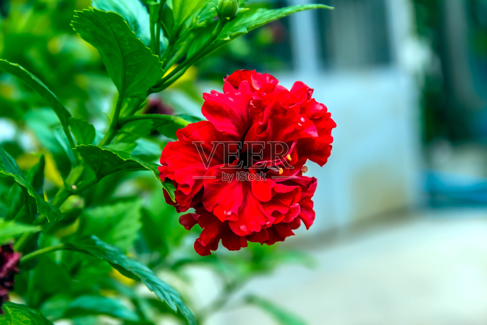 特写镜头红色的花照片摄影图片