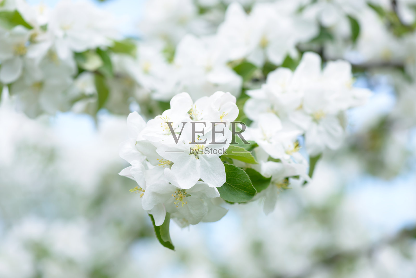 白苹果的花。美丽的开花苹果树。背景与盛开的鲜花在春日。照片摄影图片