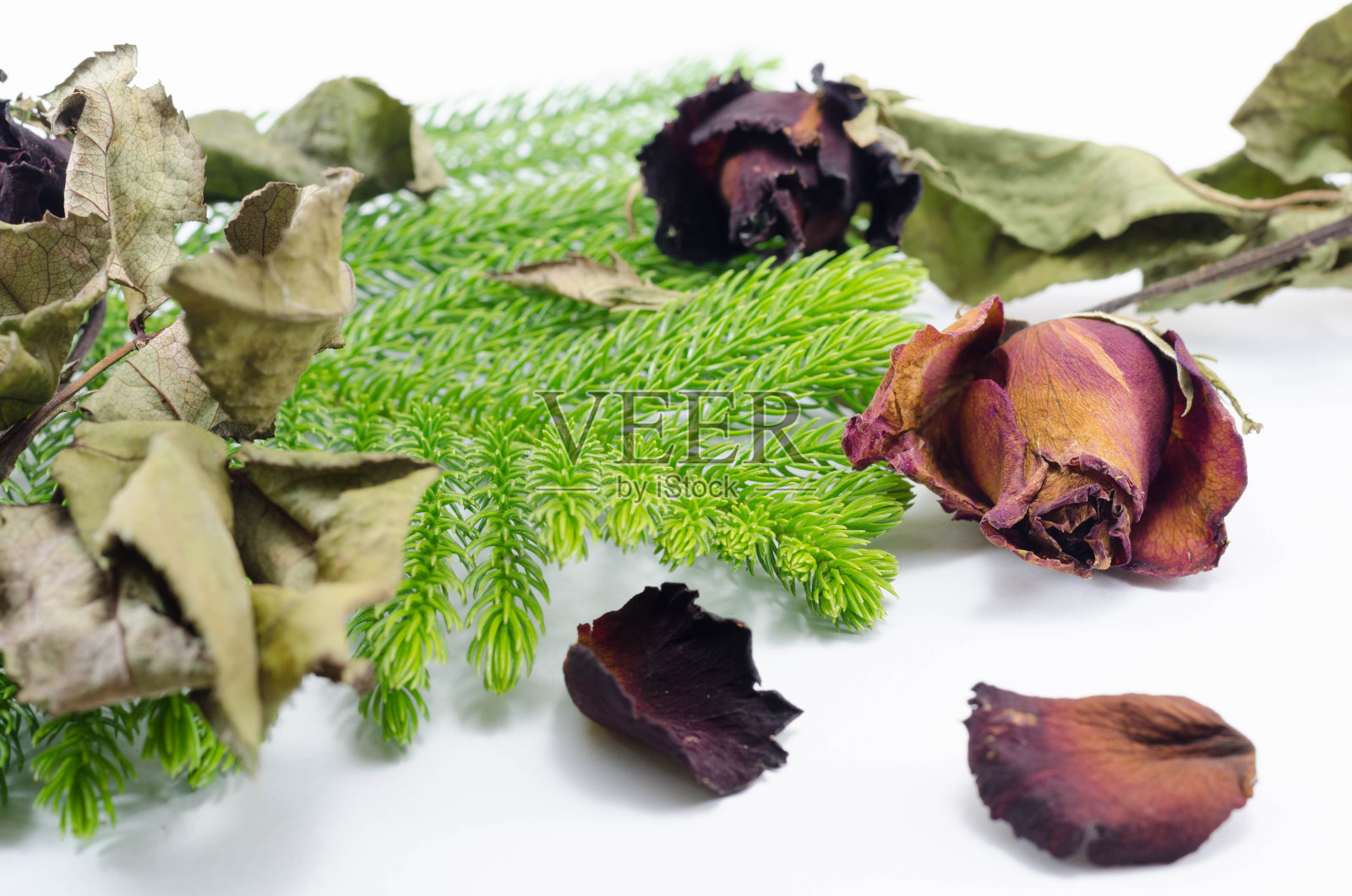 干红玫瑰和叶子在白色的背景照片摄影图片