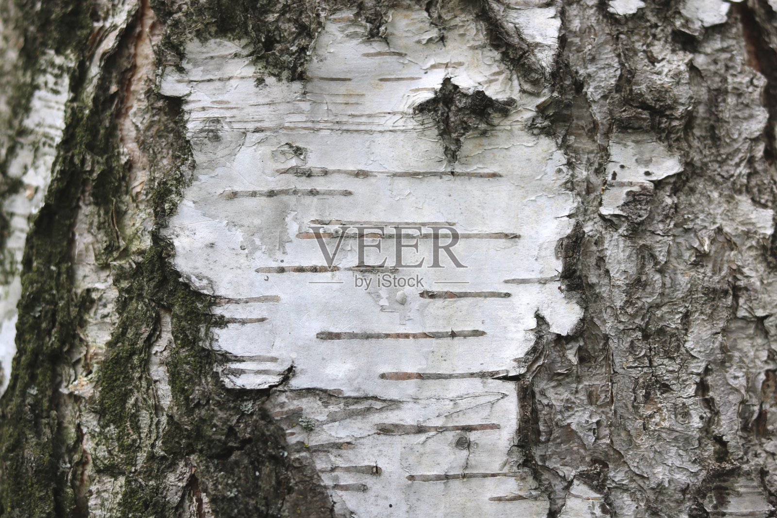 桦树皮自然纹理背景照片摄影图片