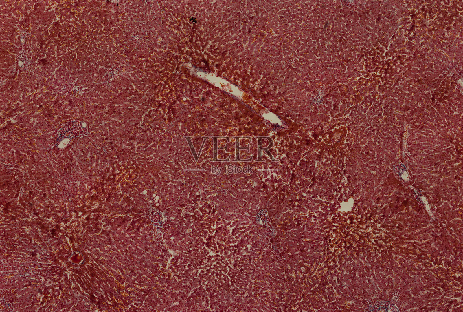 显微镜下的人类细胞照片摄影图片