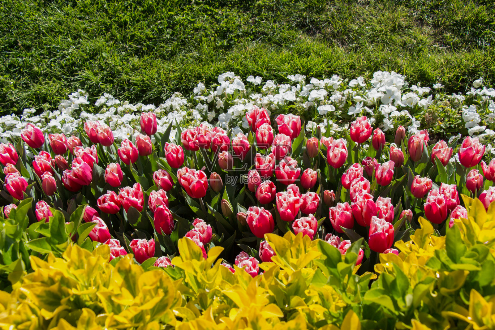 郁金香在春天盛开照片摄影图片