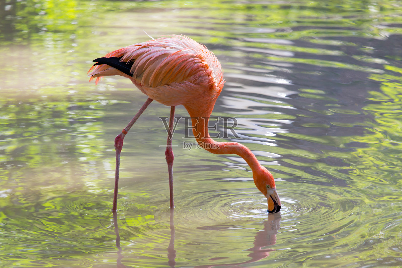粉红色的火烈鸟在大自然的池塘里照片摄影图片