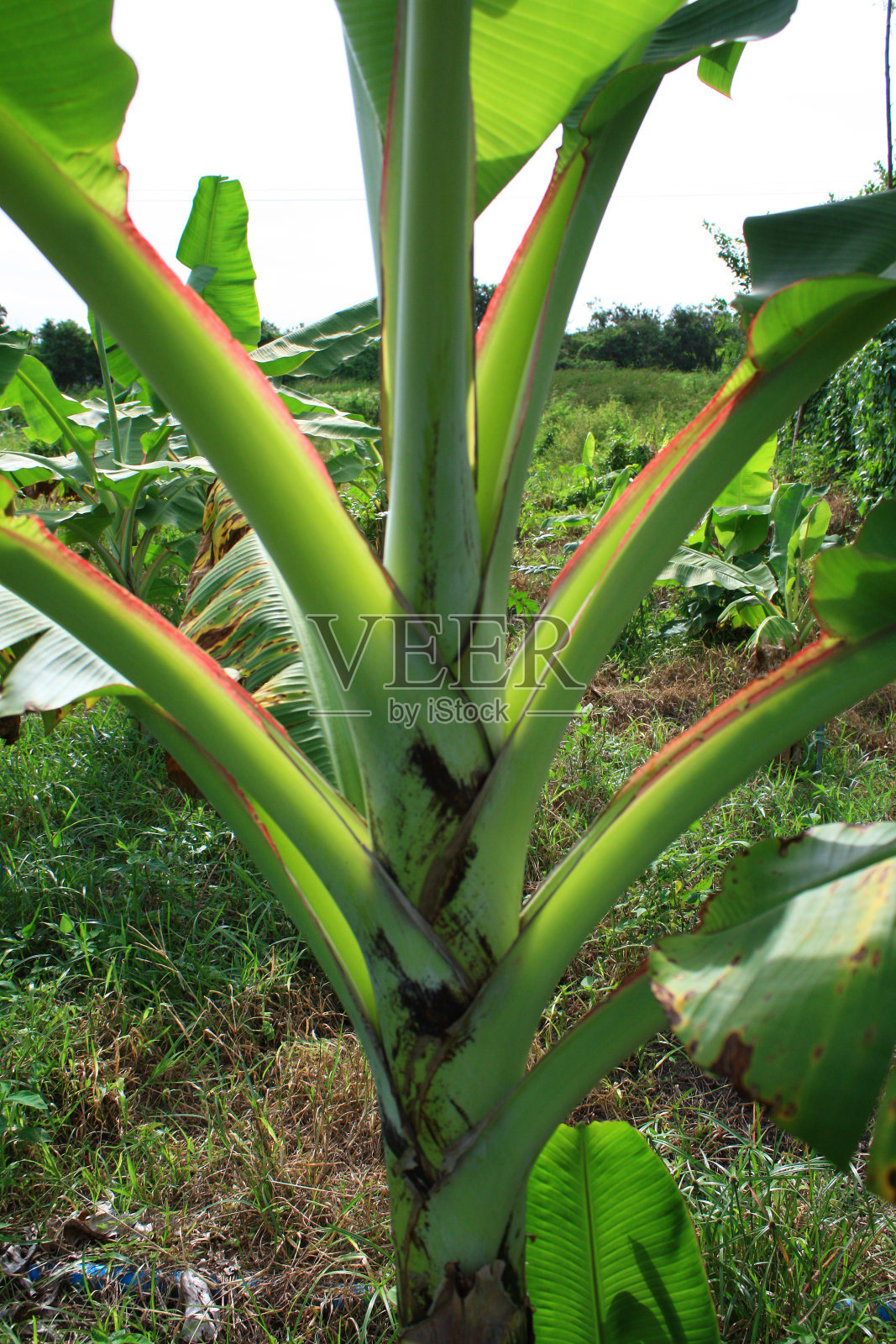 绿叶有天空的背景照片摄影图片