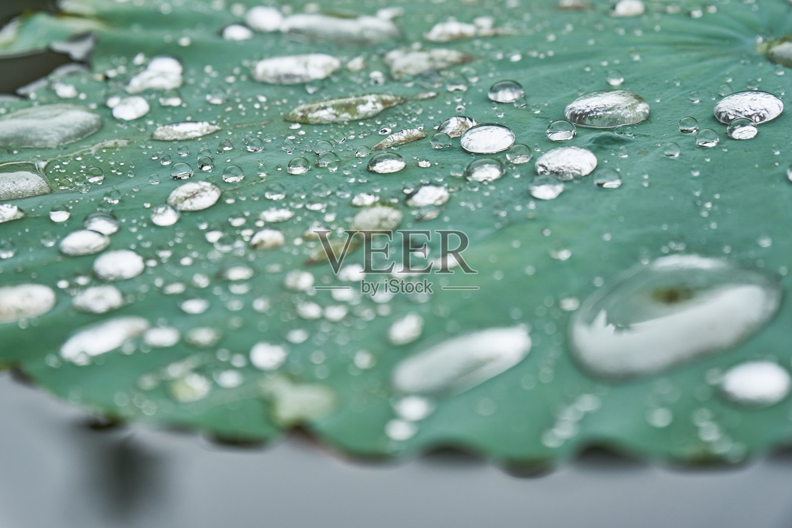 雨后银色的水珠落在荷花上。照片摄影图片