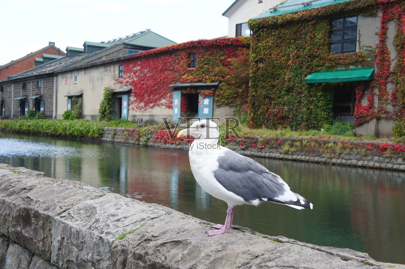 海鸥站在小樽运河附近的秋天，日本照片摄影图片