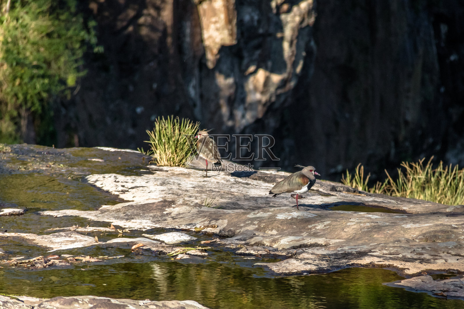 巴西南田凫，萨尔托文托索公园照片摄影图片