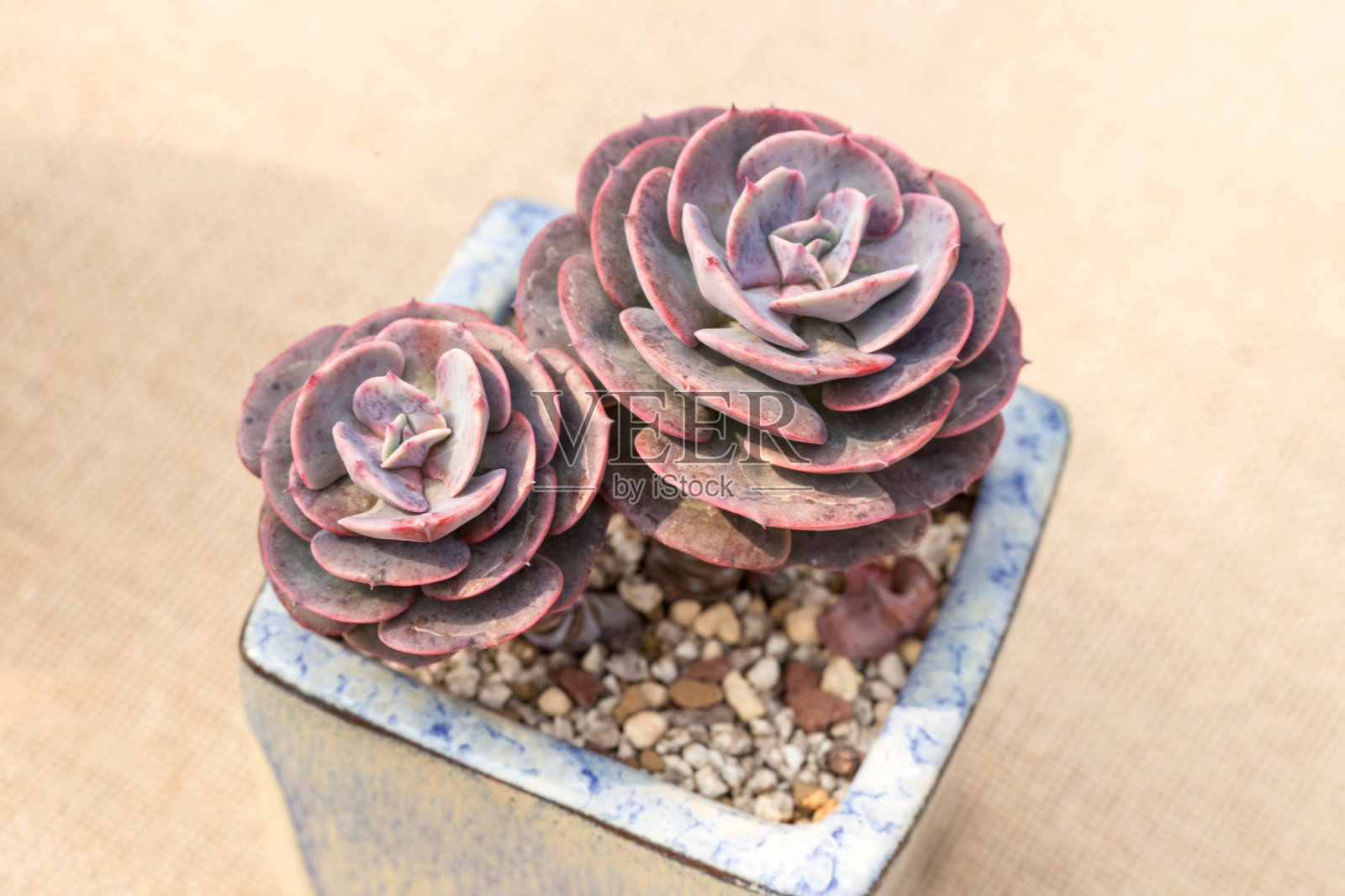 肉质植物特写照片摄影图片