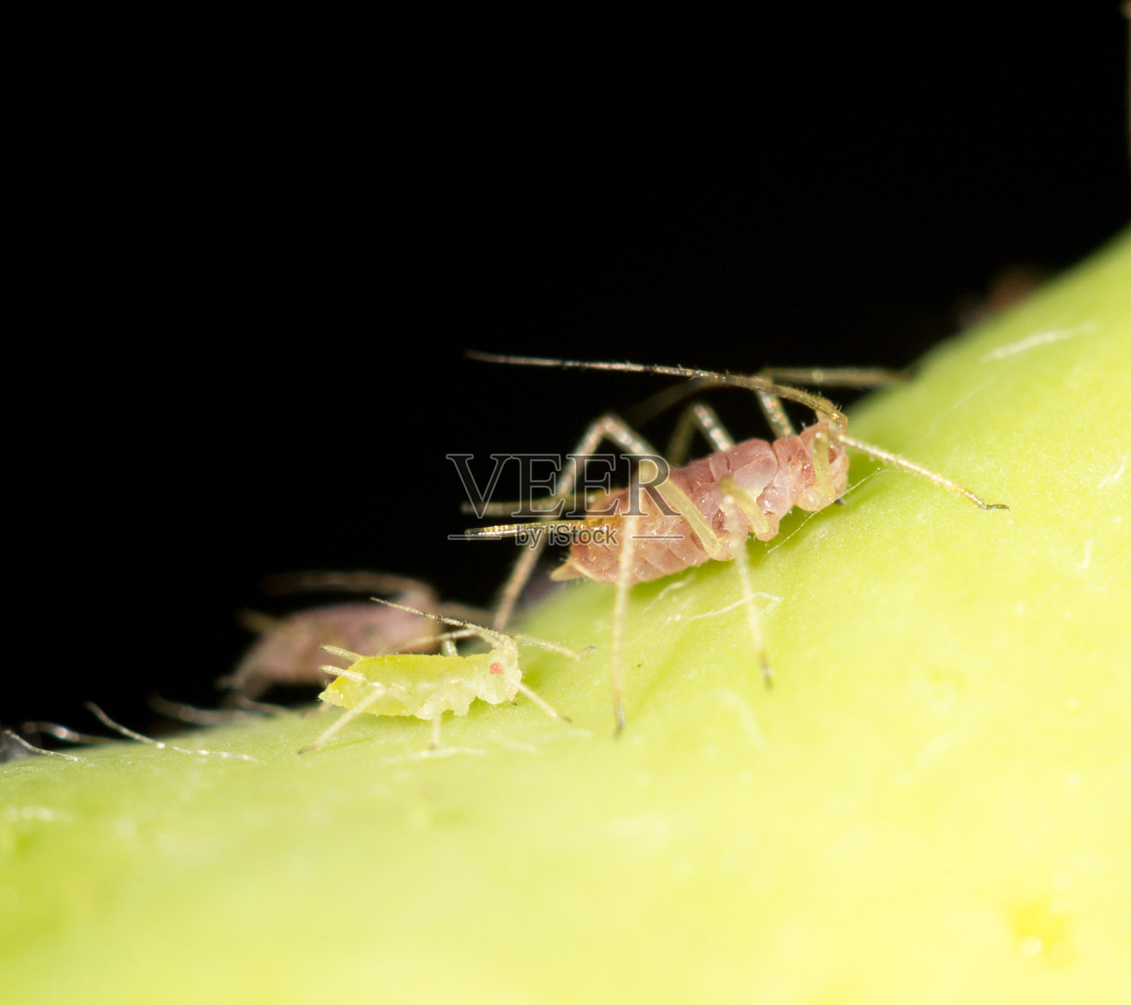 植物上的蚜虫。关闭照片摄影图片