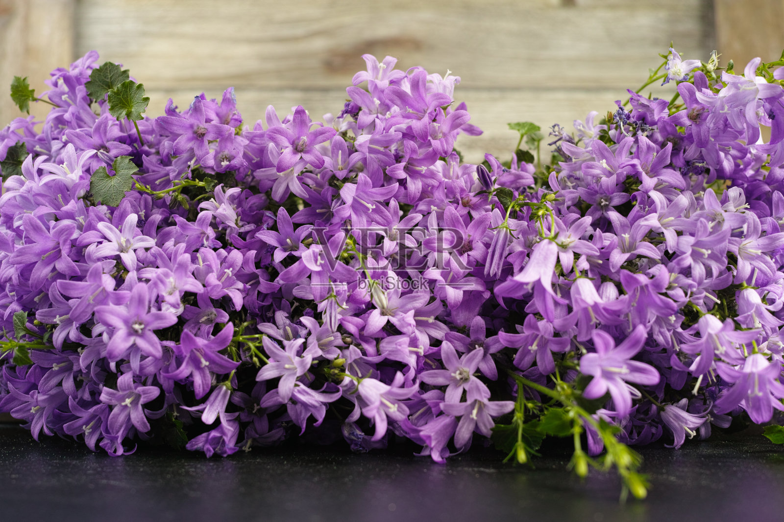 紫色钟形花，蓝色钟形花，木质背景照片摄影图片