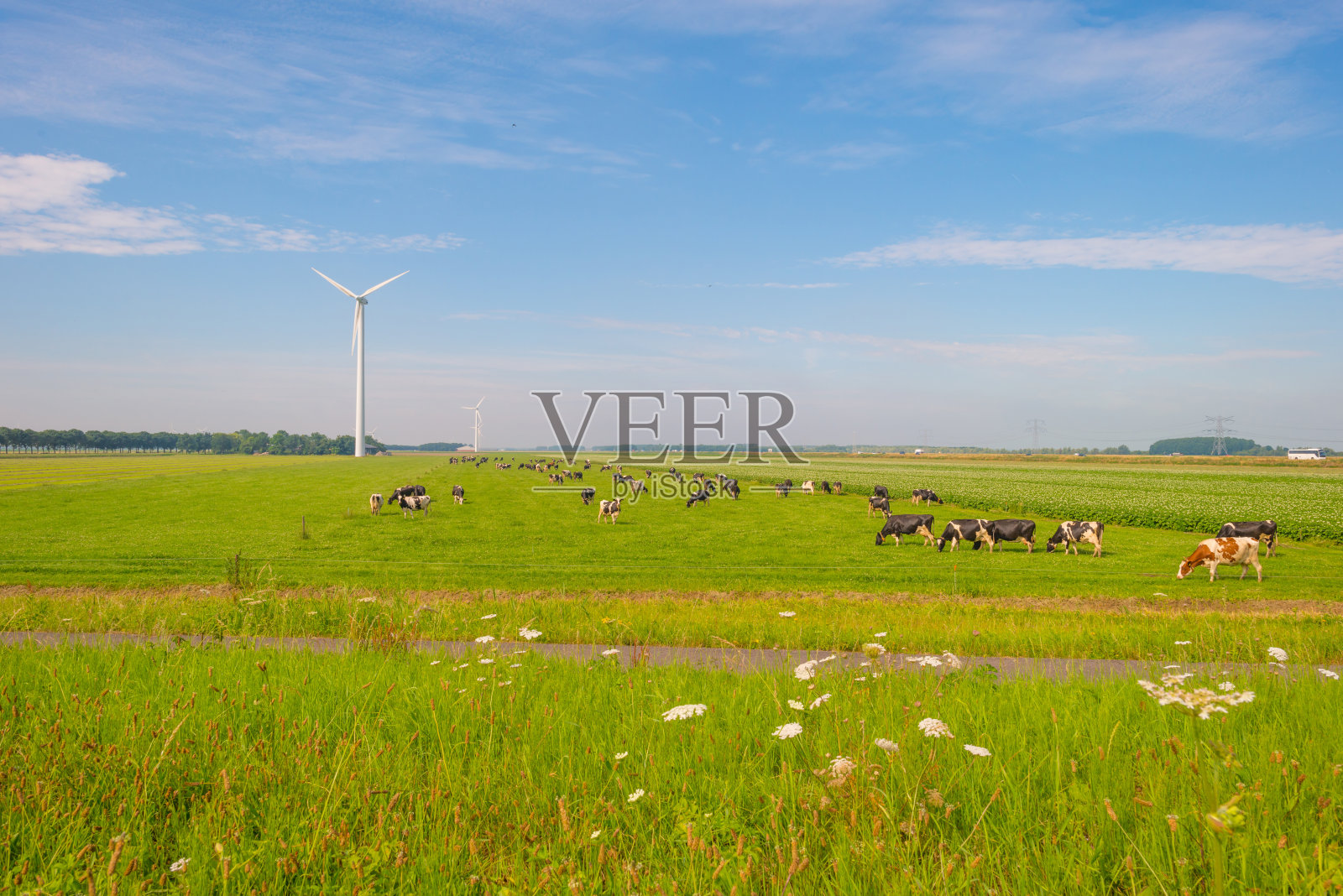 夏天，牛群在绿色的草地上吃草照片摄影图片