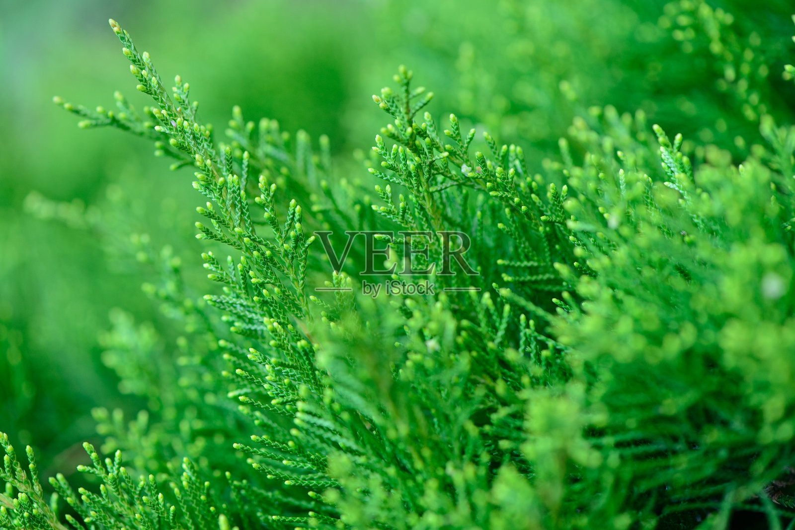 春天的绿草照片摄影图片