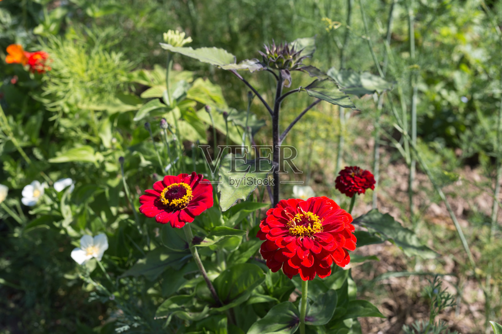 德国斯图加特附近乡村夏季花园里的花朵照片摄影图片