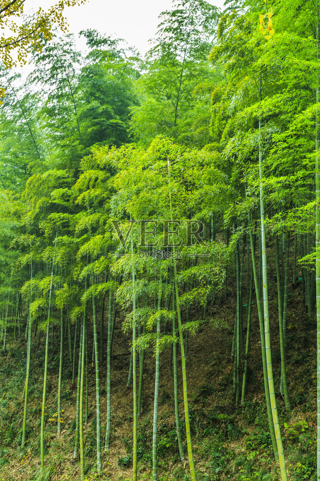 竹子照片摄影图片