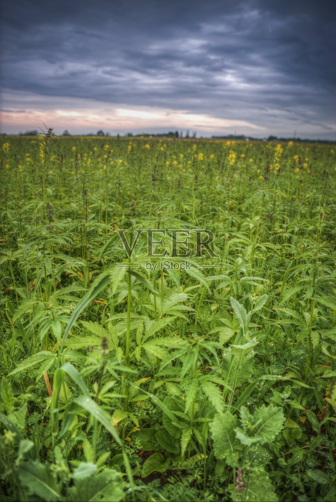 爱沙尼亚工业大麻领域照片摄影图片
