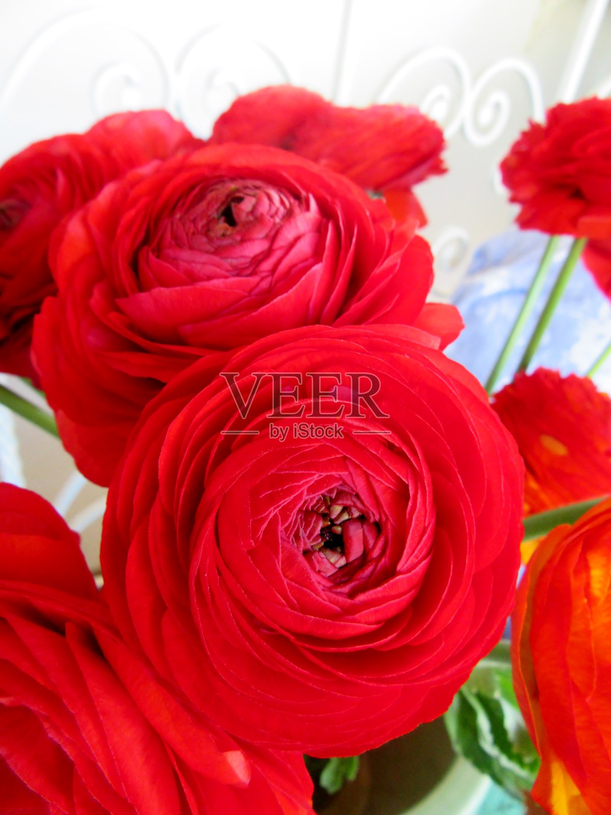 花毛茛叶的照片摄影图片