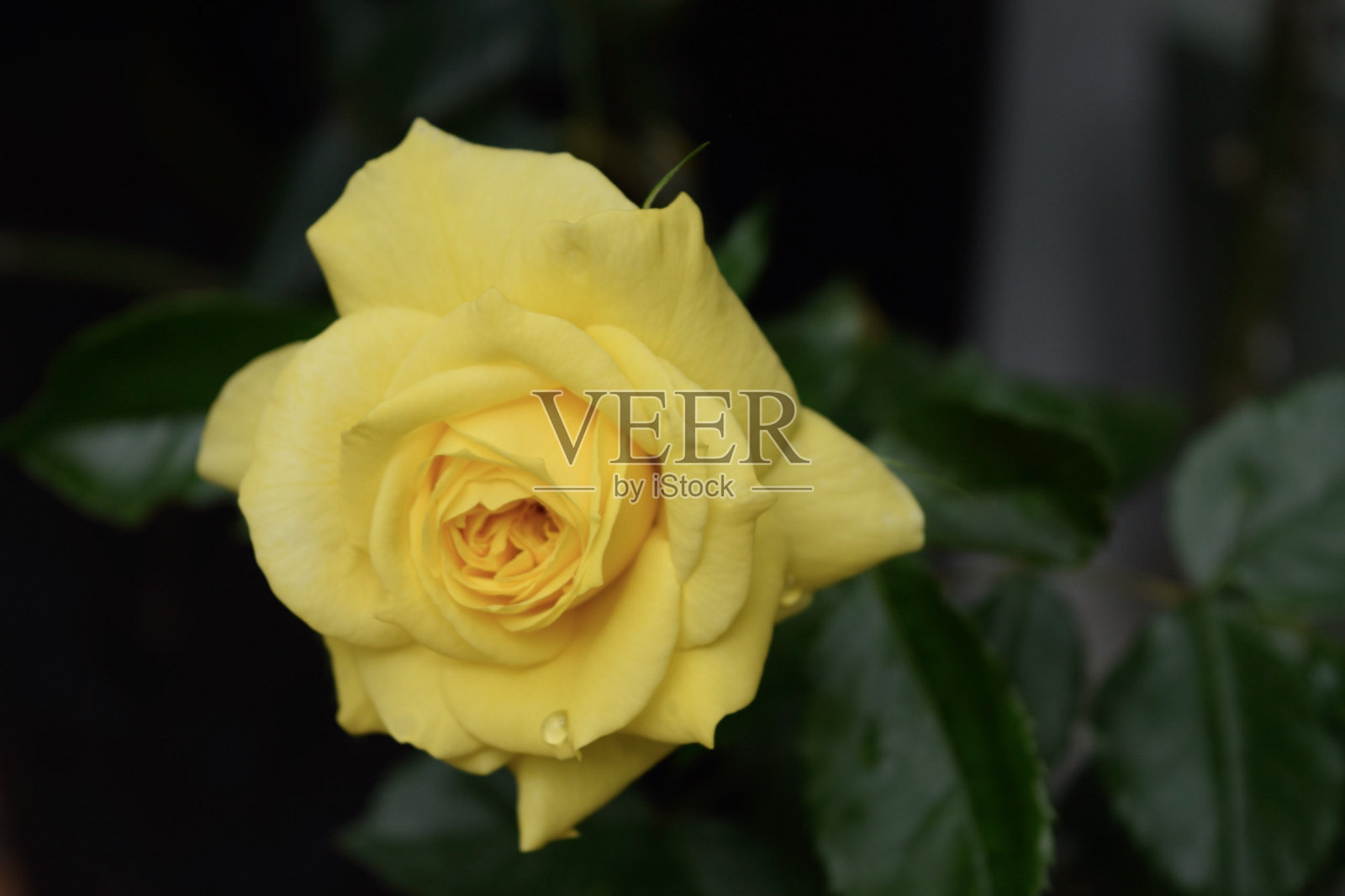 黄玫瑰照片摄影图片