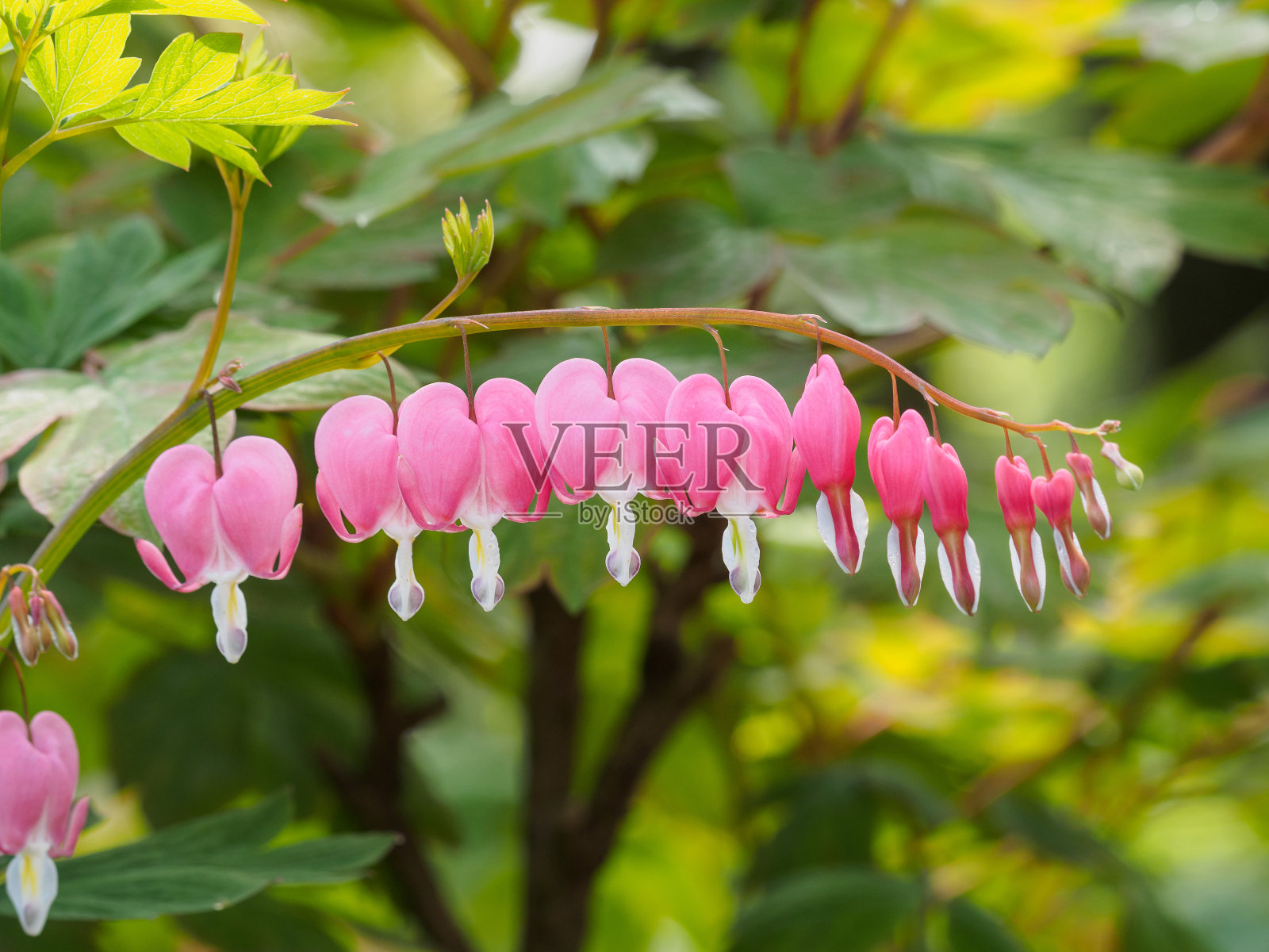 春花系列，血心花照片摄影图片
