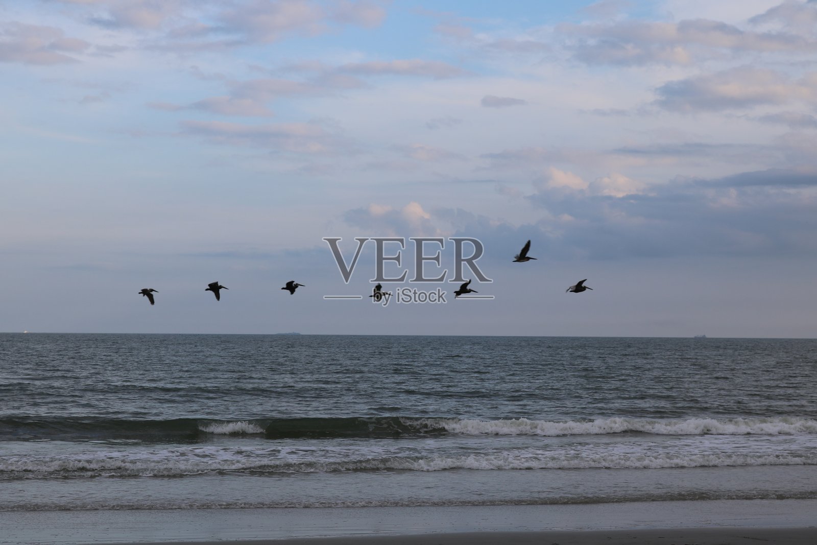 海滩上的海鸥照片摄影图片