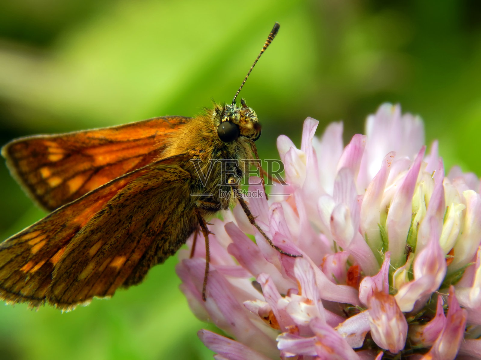 蝴蝶在草地上的花朵特写照片摄影图片