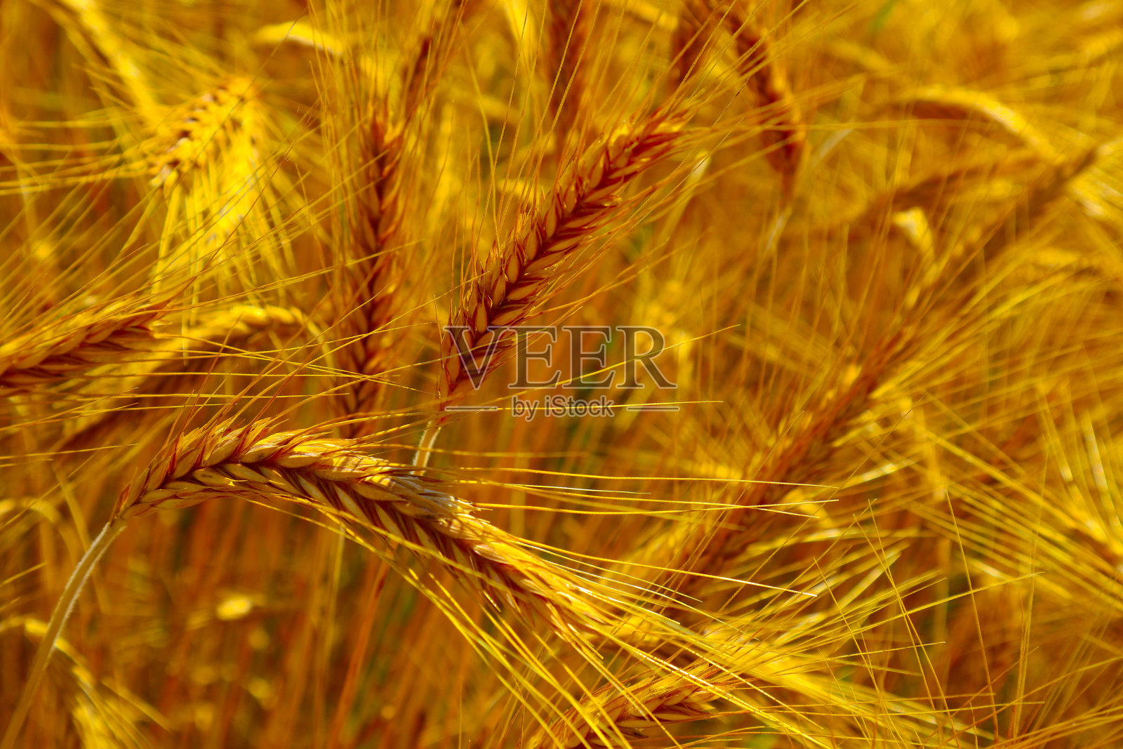 明亮多彩的金黄色黑麦小穗，收获背景。照片摄影图片