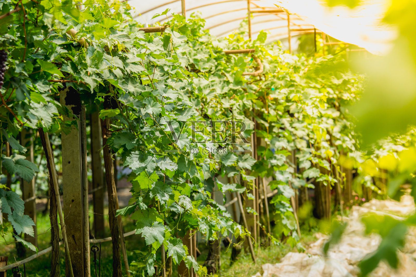 农园中的葡萄藤。照片摄影图片