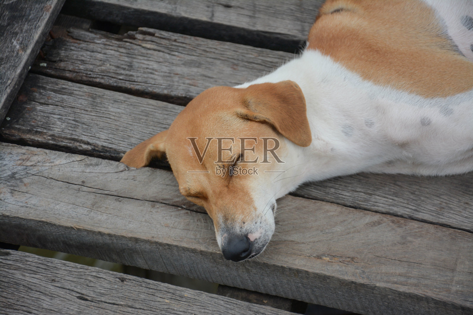 泰国狗睡在木地板上照片摄影图片