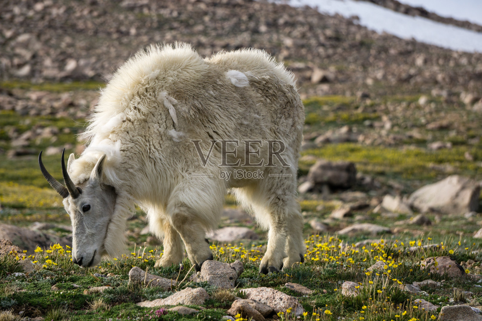 山羊照片摄影图片