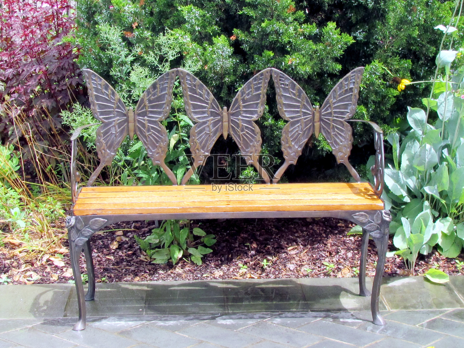 2013年华盛顿长椅和蝴蝶照片摄影图片