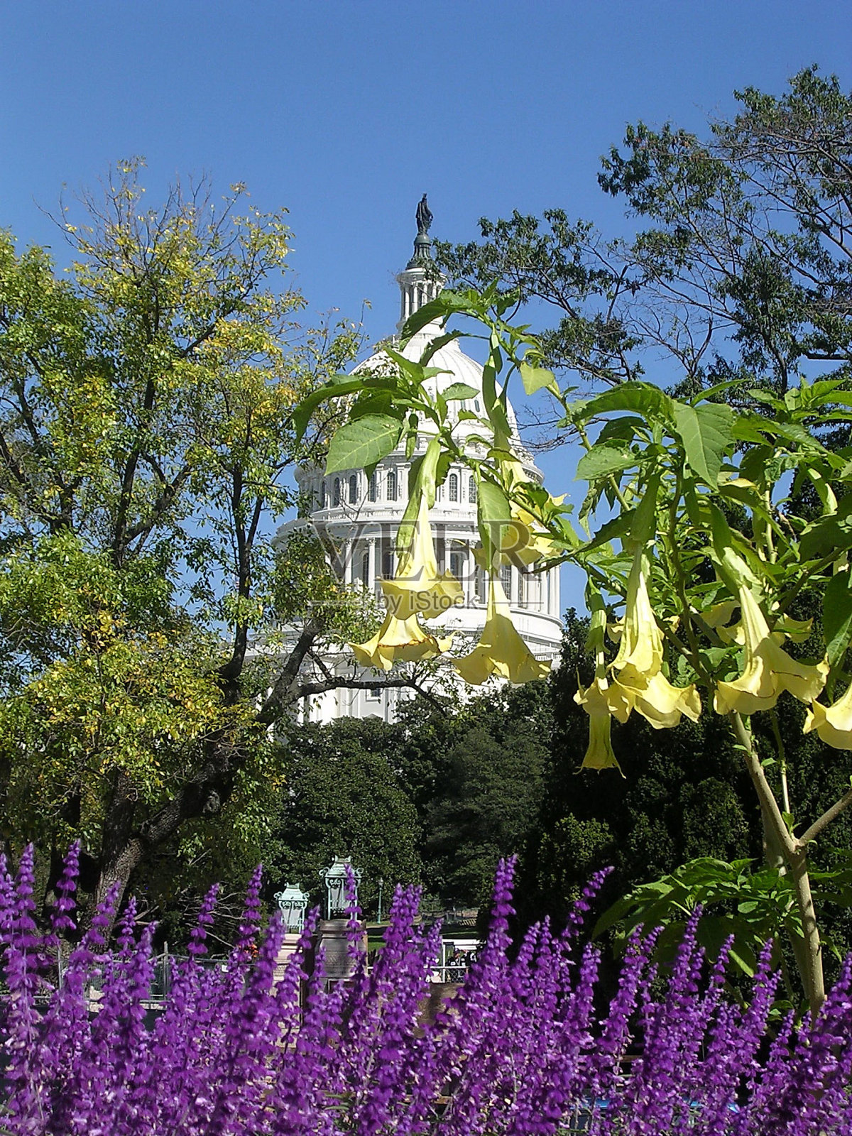 2004年，华盛顿国会大厦和鲜花照片摄影图片