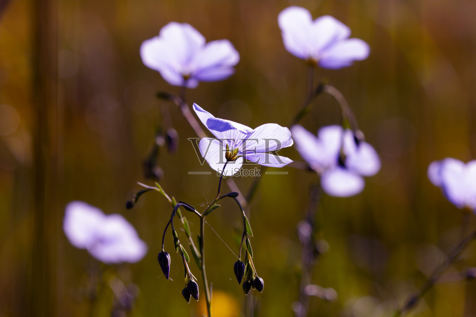 美丽的花朵照片摄影图片