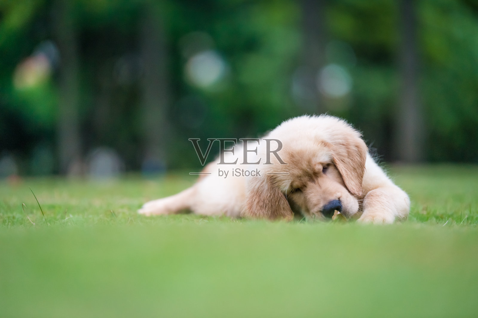 可爱的金毛寻回犬照片摄影图片