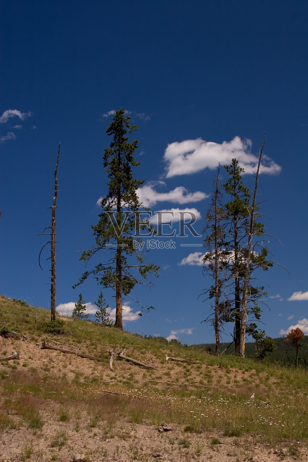 树照片摄影图片