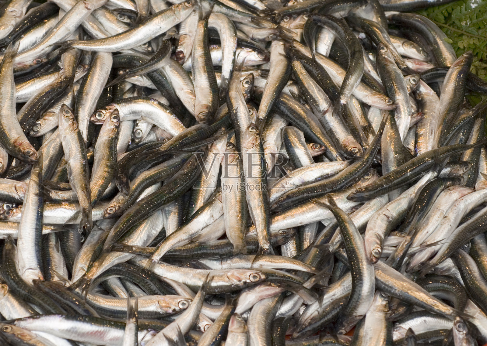 鱼照片摄影图片