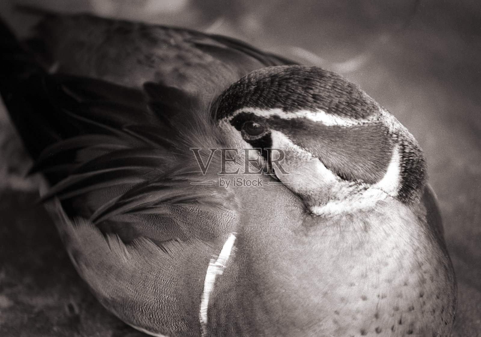 休息鸭照片摄影图片