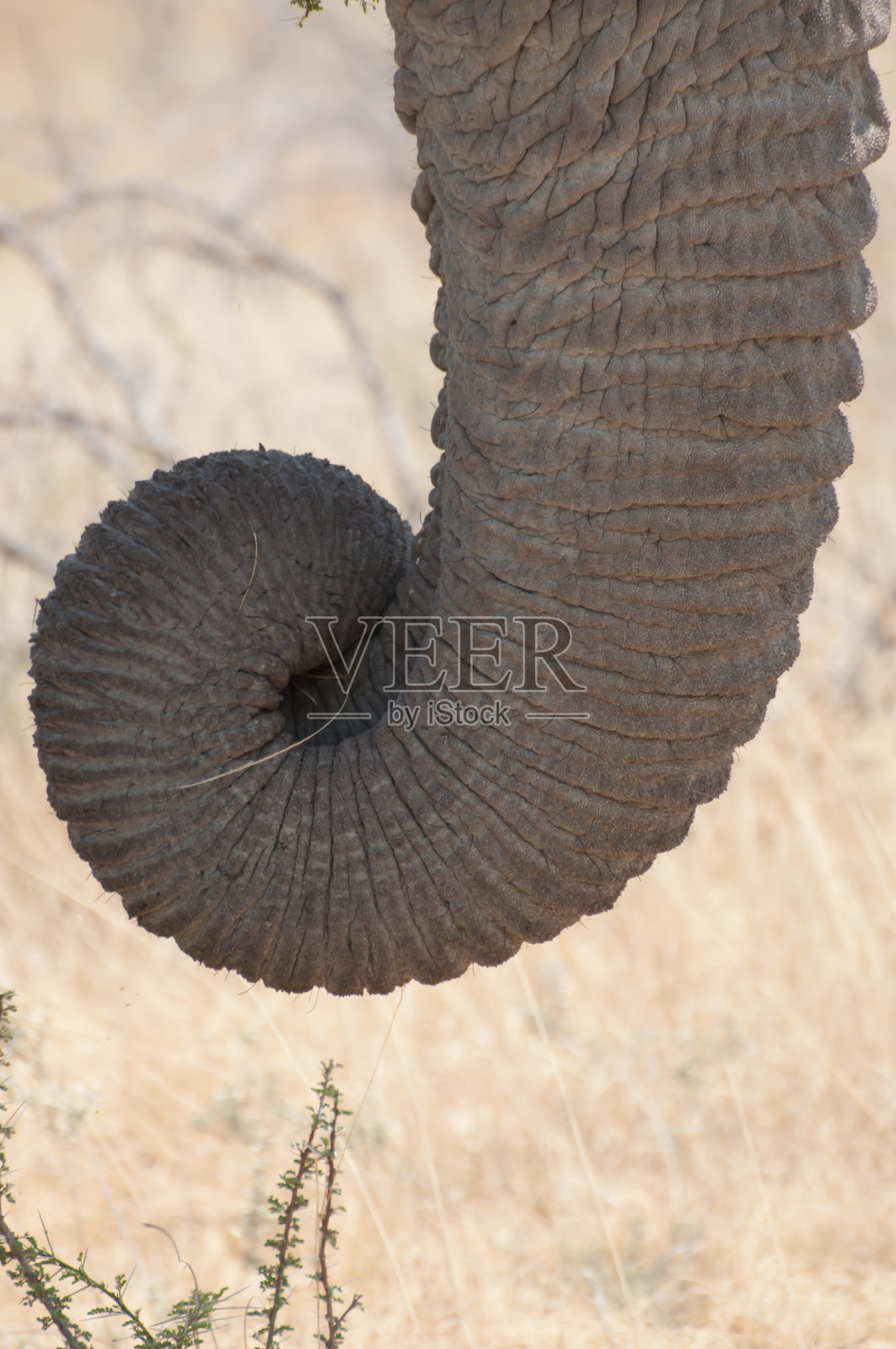 大象的鼻子照片摄影图片