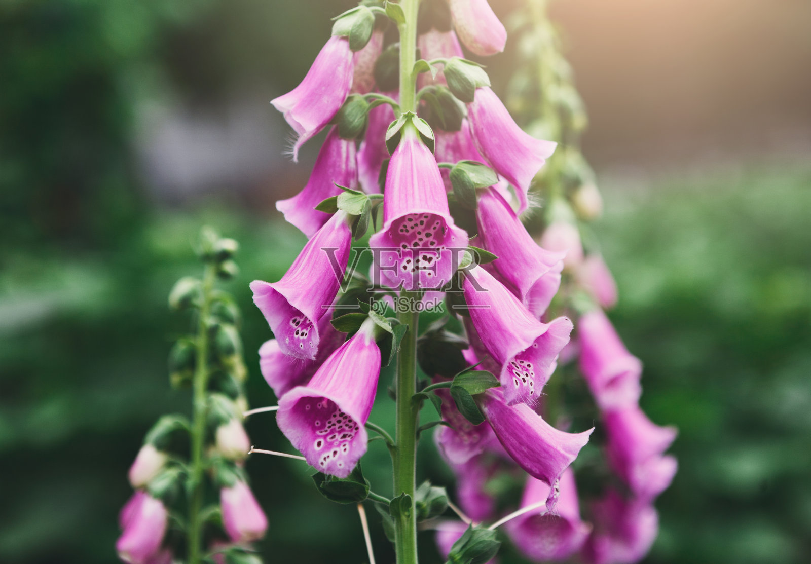 美丽的紫花特写。花的背景照片摄影图片
