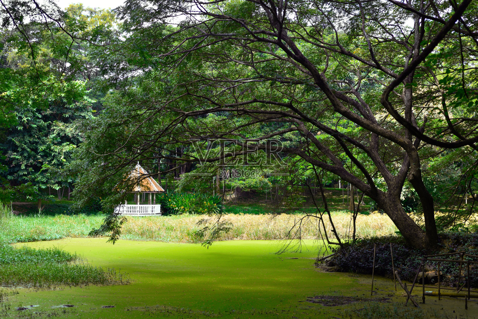 小屋在公园照片摄影图片
