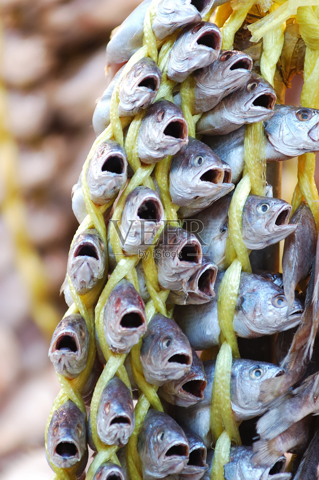 张着嘴照片摄影图片