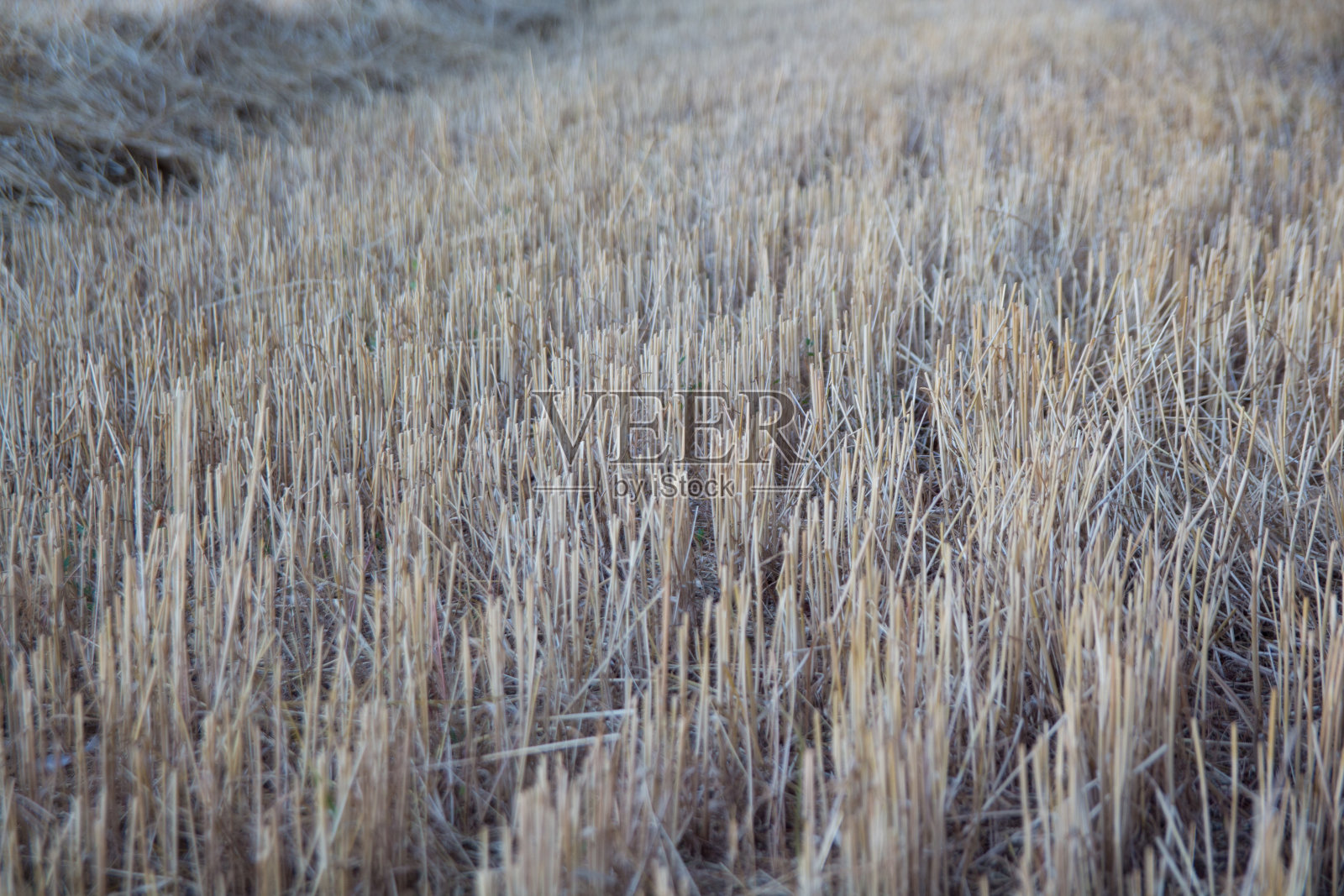 麦茬田特写照片摄影图片
