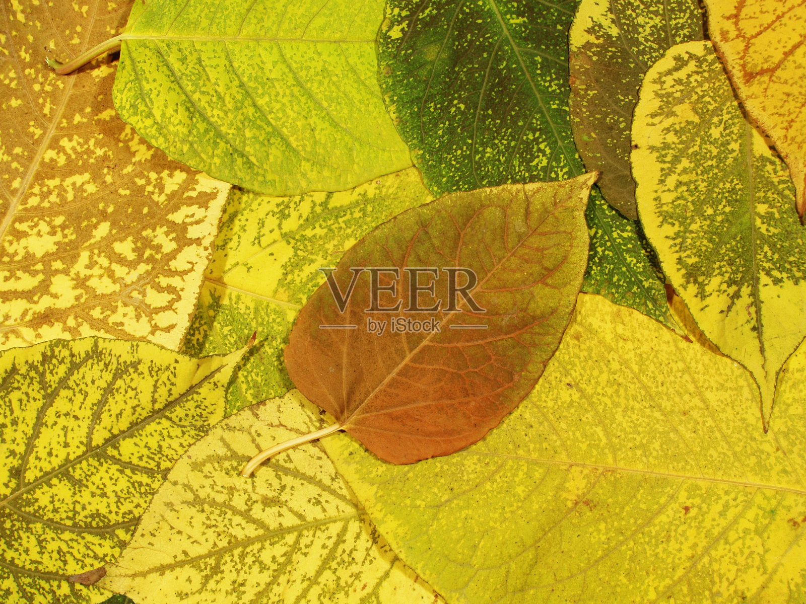 秋天的落叶照片摄影图片