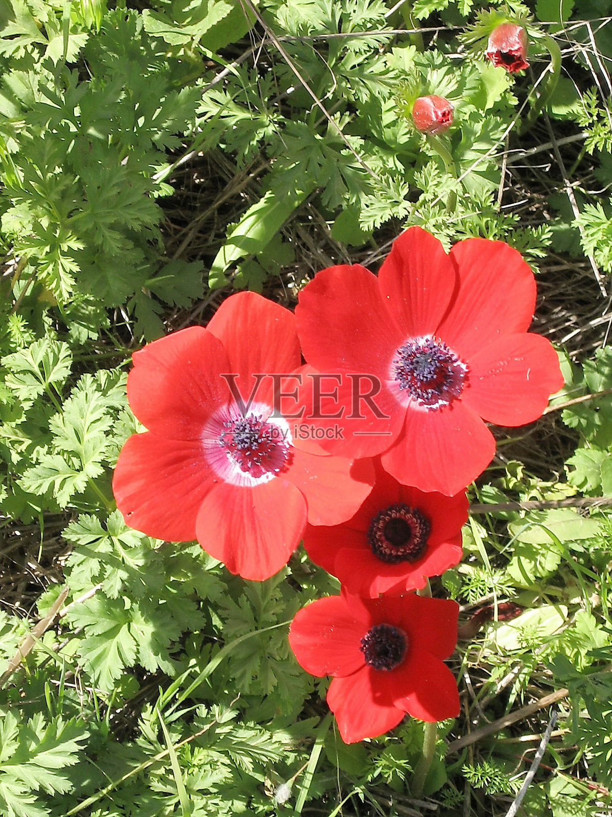 肖汉姆皇冠银莲花2008照片摄影图片