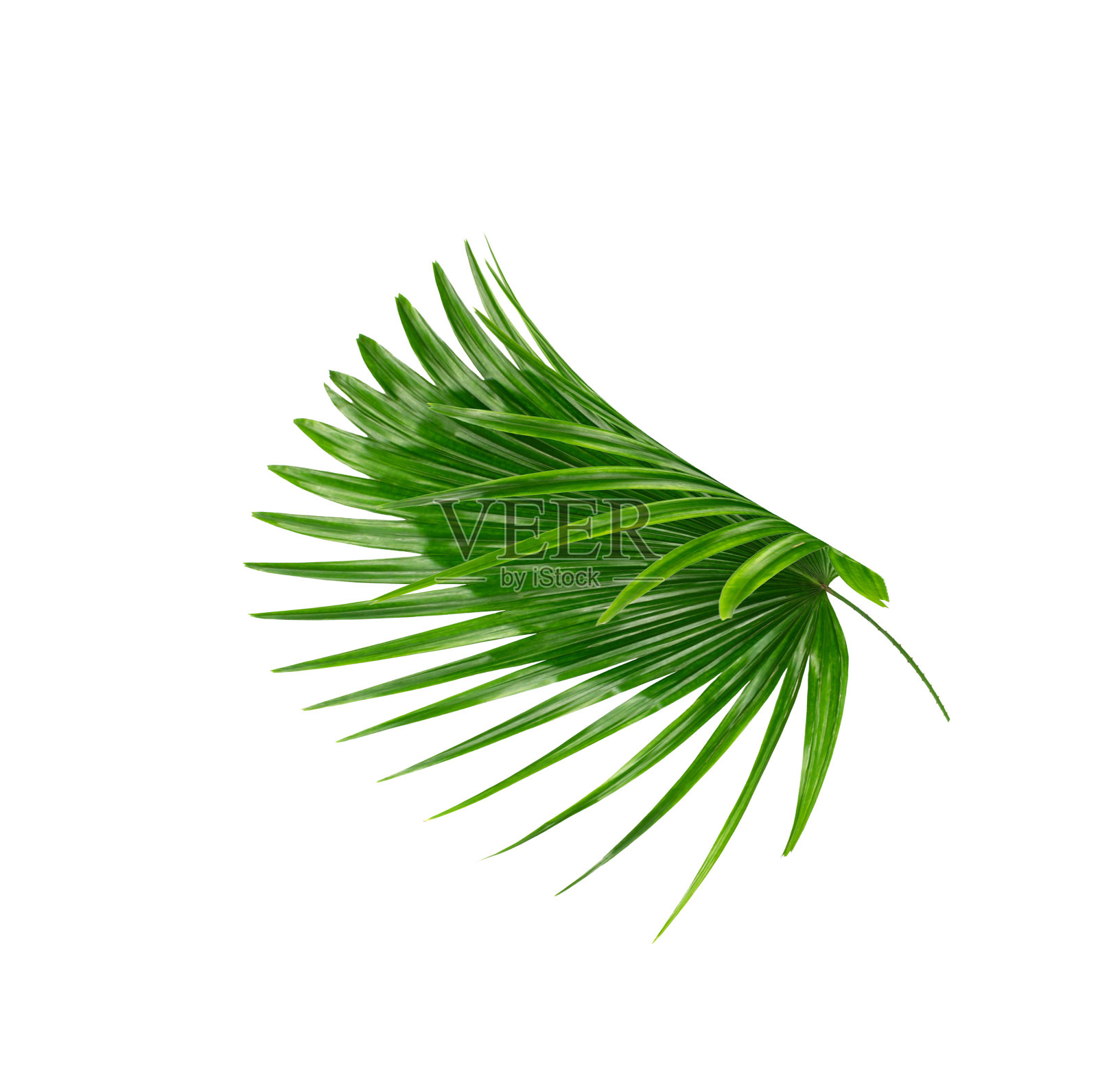 白色背景上的棕榈树绿叶照片摄影图片