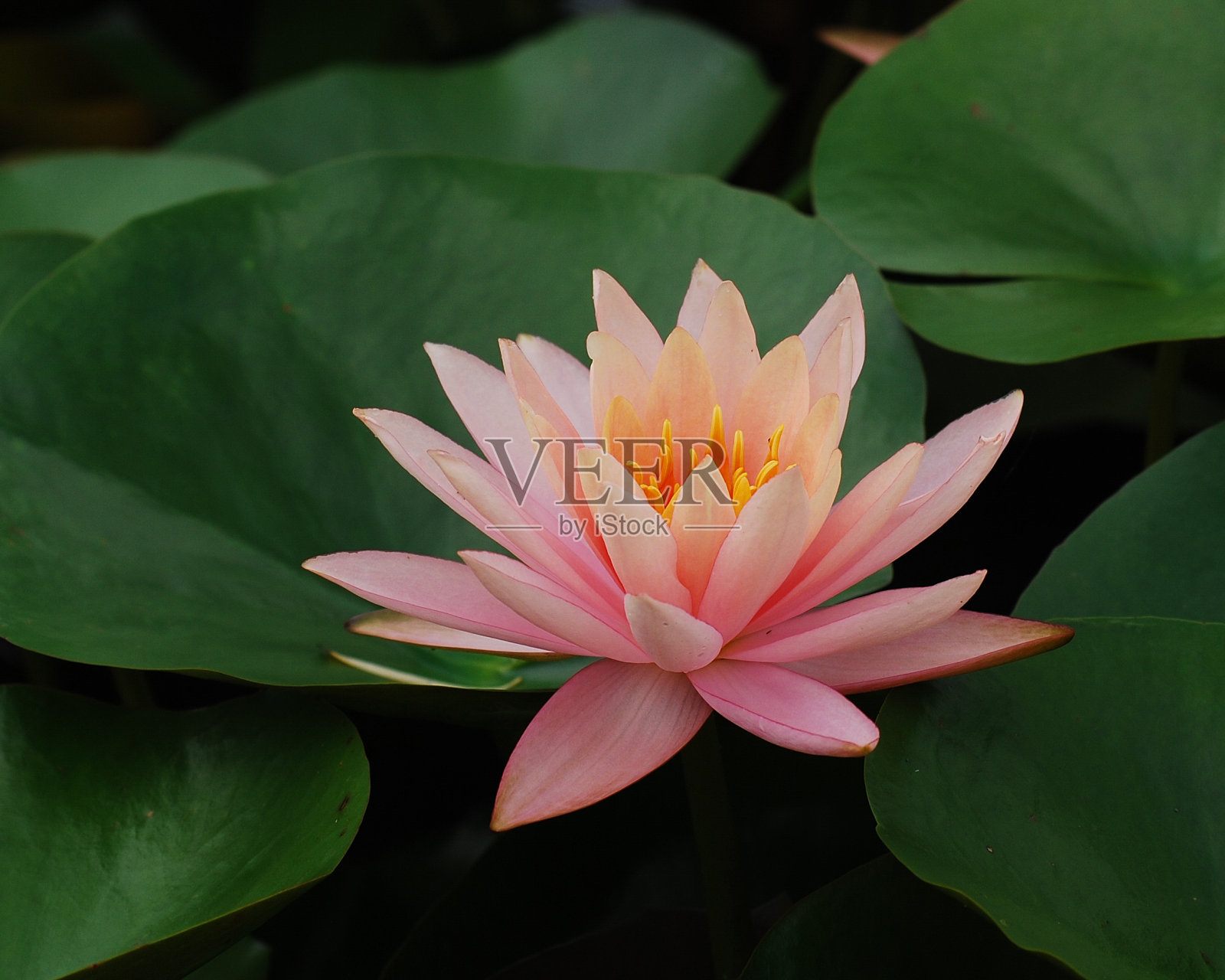 莲花照片摄影图片