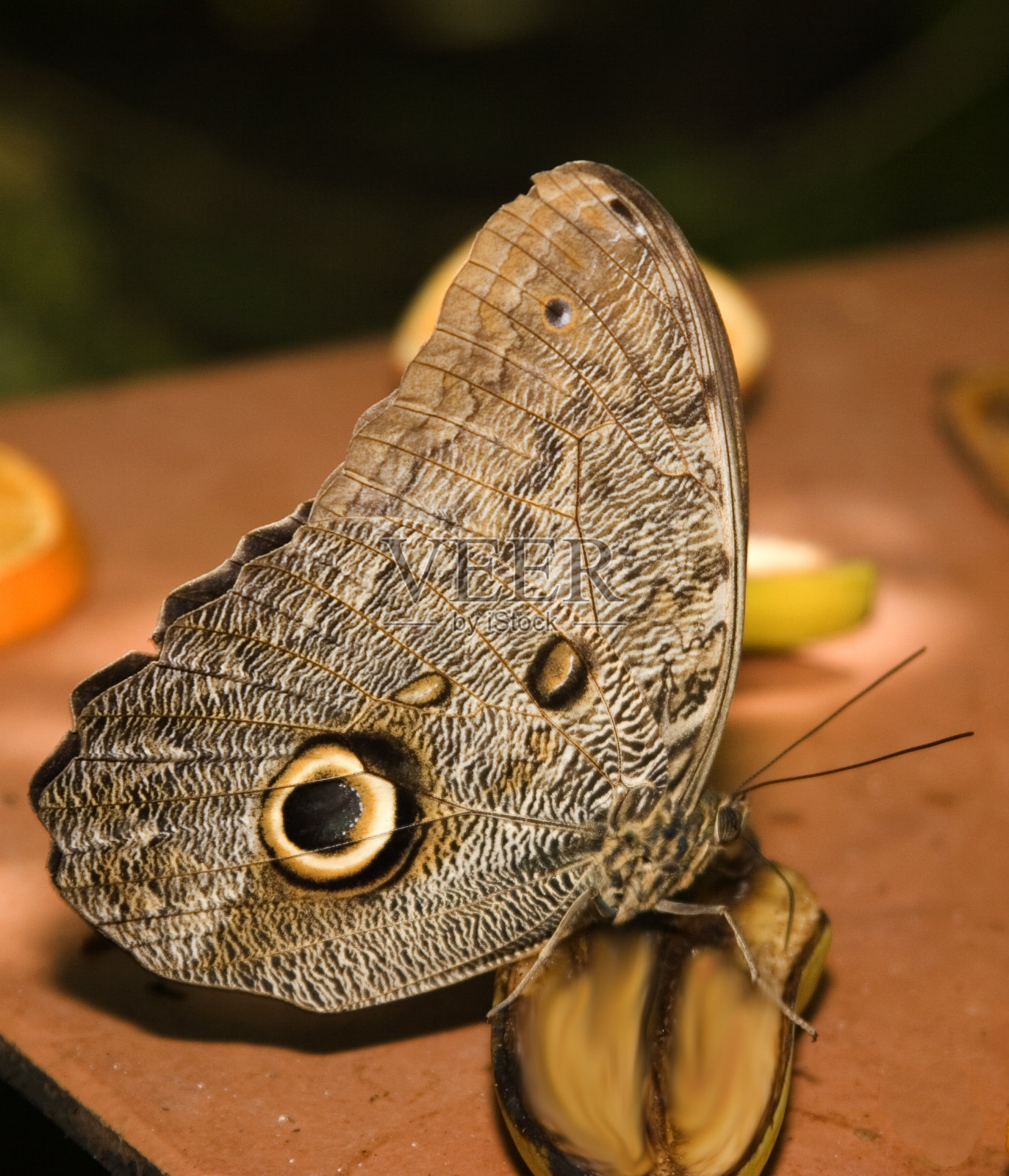 猫头鹰蝶照片摄影图片