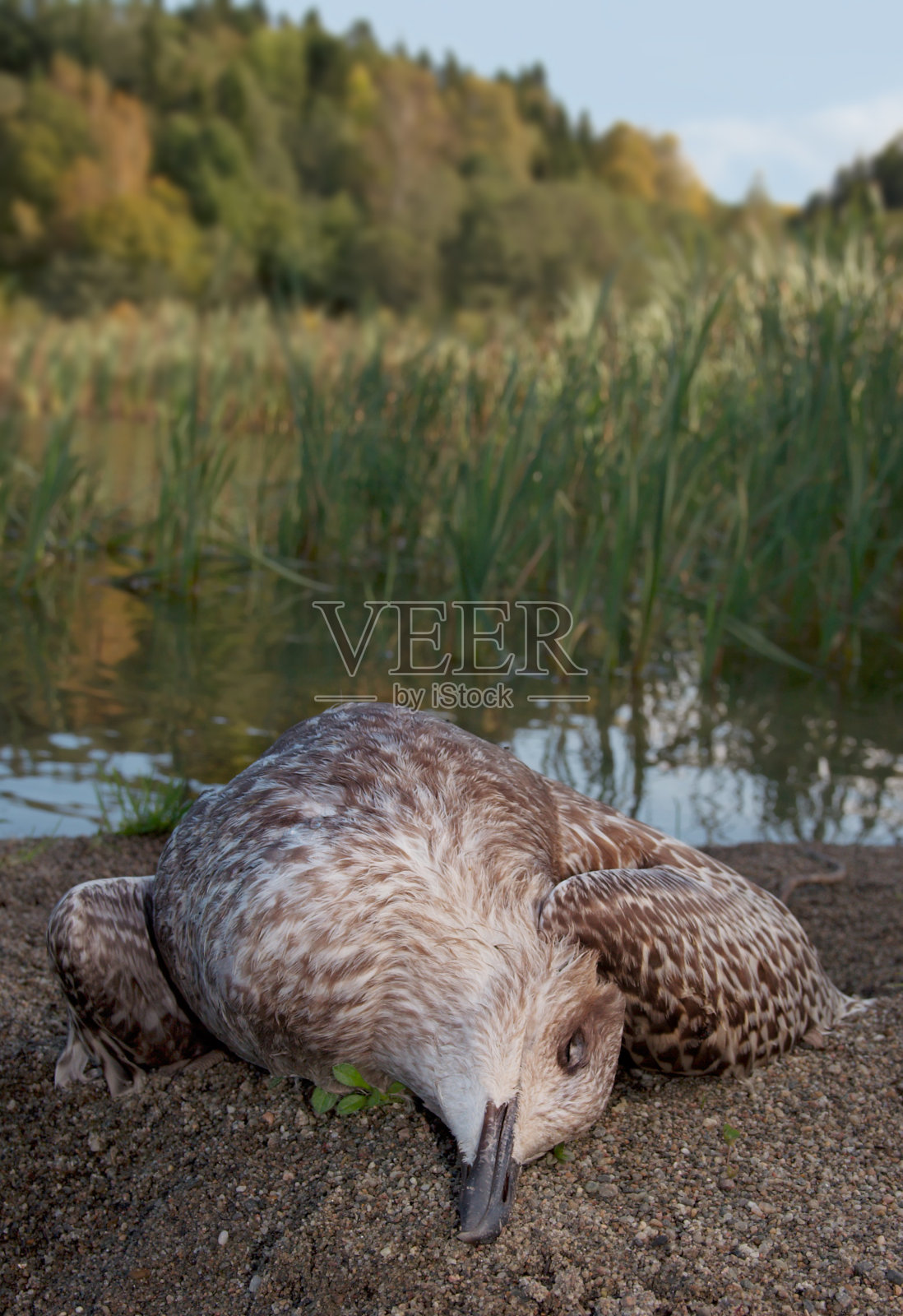 赛季结束照片摄影图片