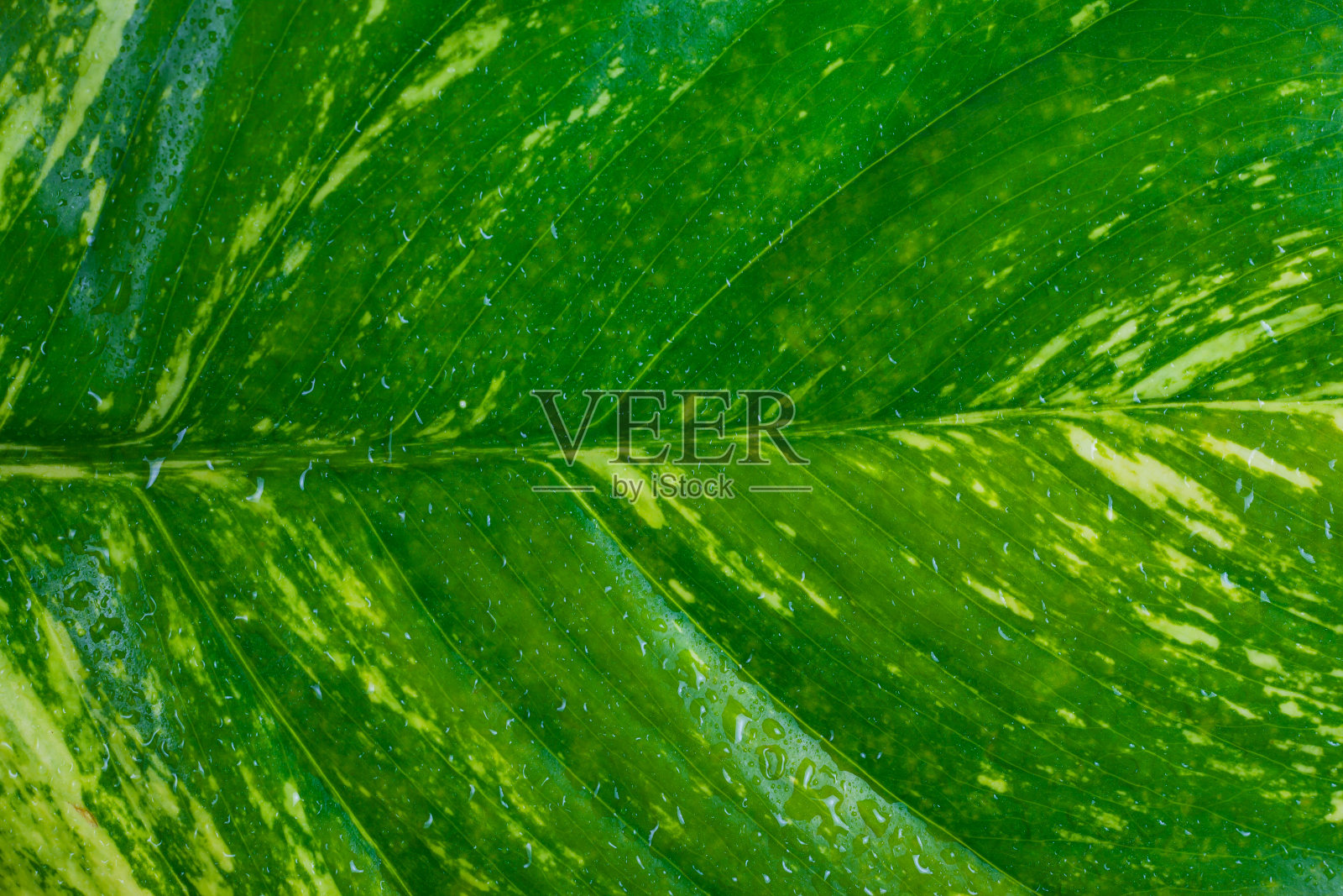 树叶为背景，绿叶图案为特写背景。照片摄影图片