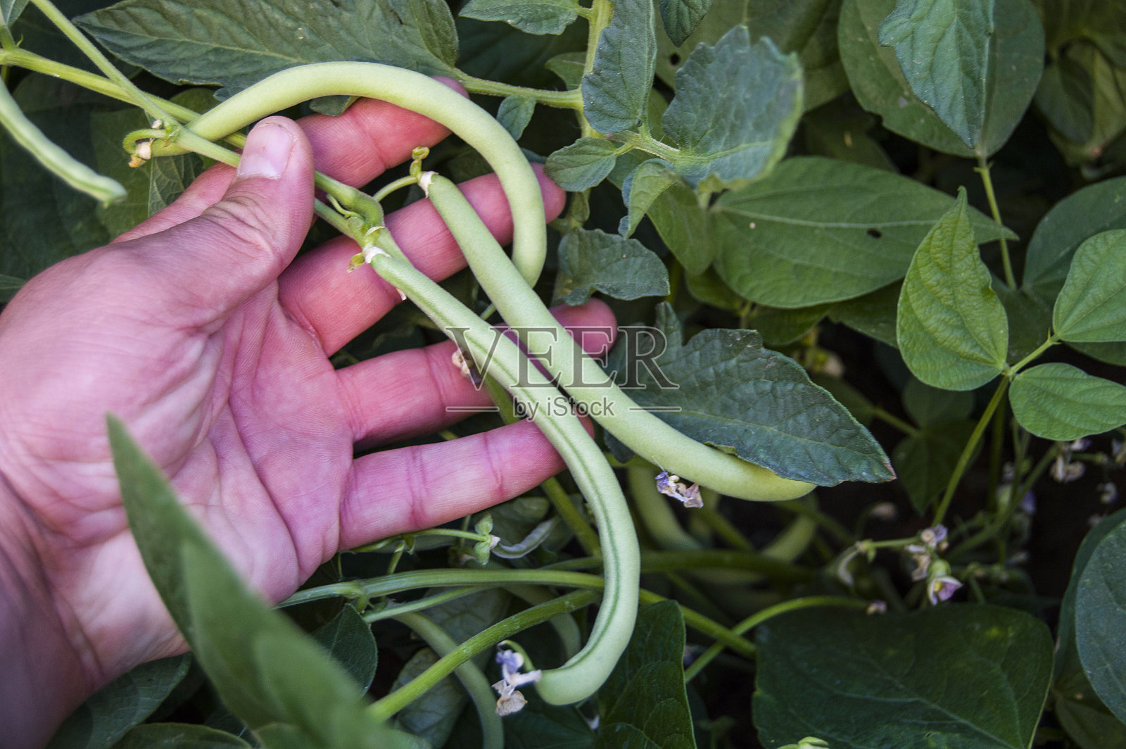 花园里种着青豆，豆子和小水果，照片摄影图片